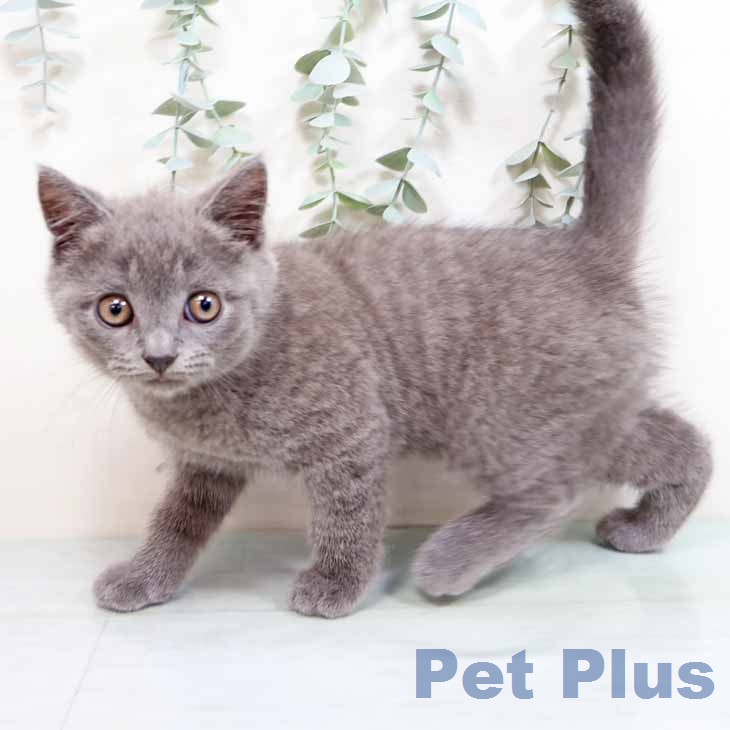 ブリティッシュショートヘアの写真2