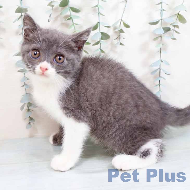 ブリティッシュショートヘア