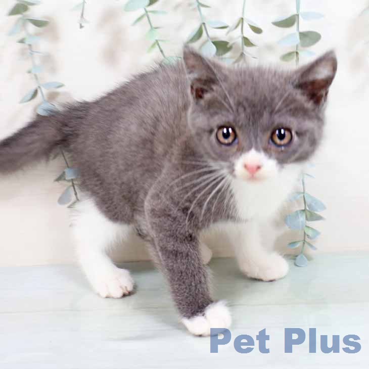 ブリティッシュショートヘアの写真2