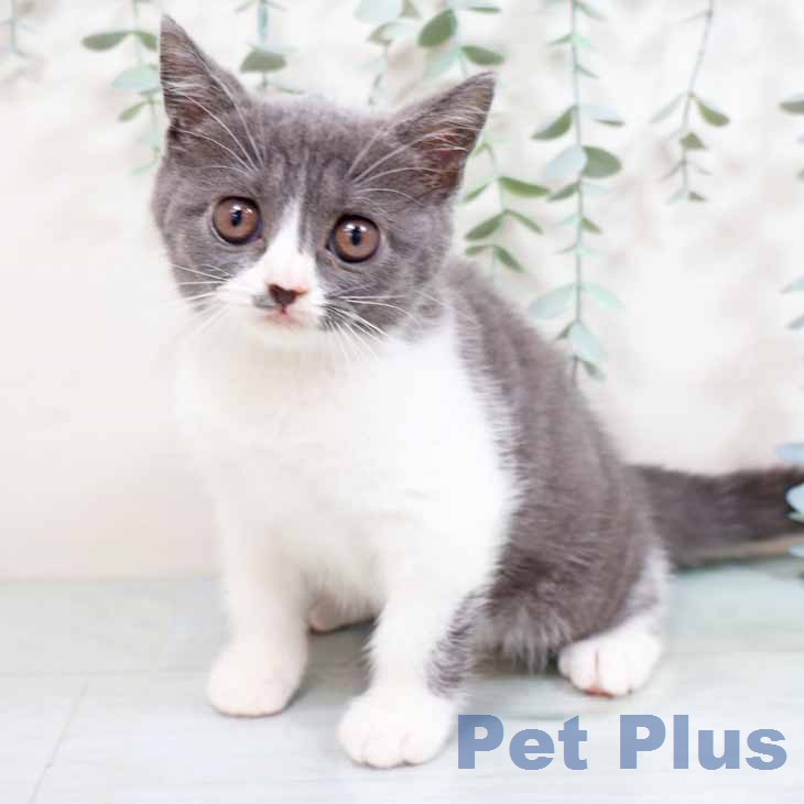 ブリティッシュショートヘア