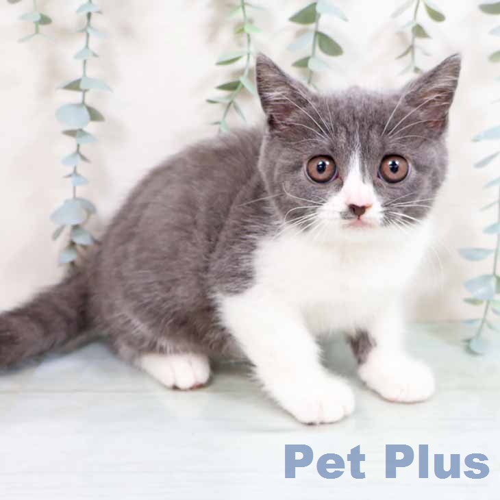 ブリティッシュショートヘアの写真2