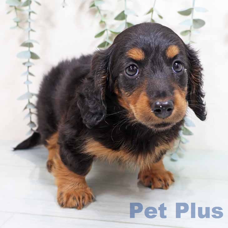 ミニチュア・ダックスフンド