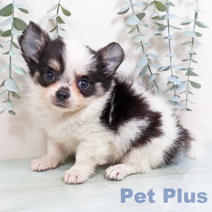 宮城県のチワワ(ロング) (ペットプラス 名取店/2026年2月10日生まれ/男の子/ホワイトブラックタン)の子犬