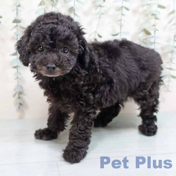 トイ・プードル