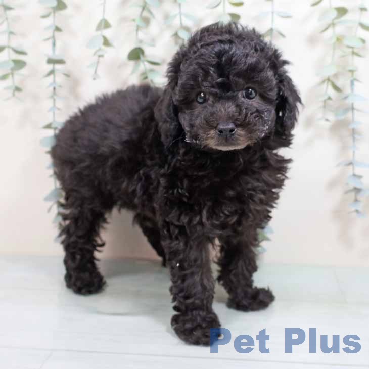 トイ・プードルの写真2