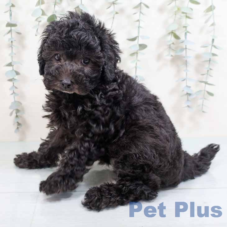 トイ・プードルの写真2