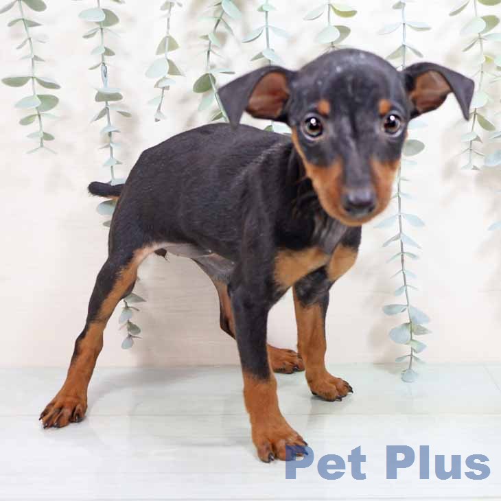 ミニチュア・ピンシャー