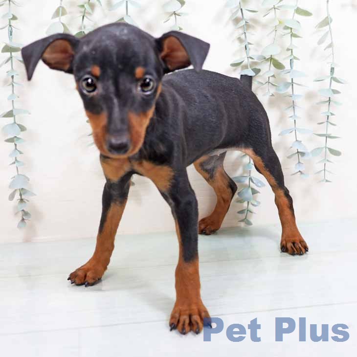 奈良県のミニチュアピンシャー (ペットプラス 大和郡山店/2026年2月9日生まれ/女の子/ブラックタン)の子犬の2枚目の画像