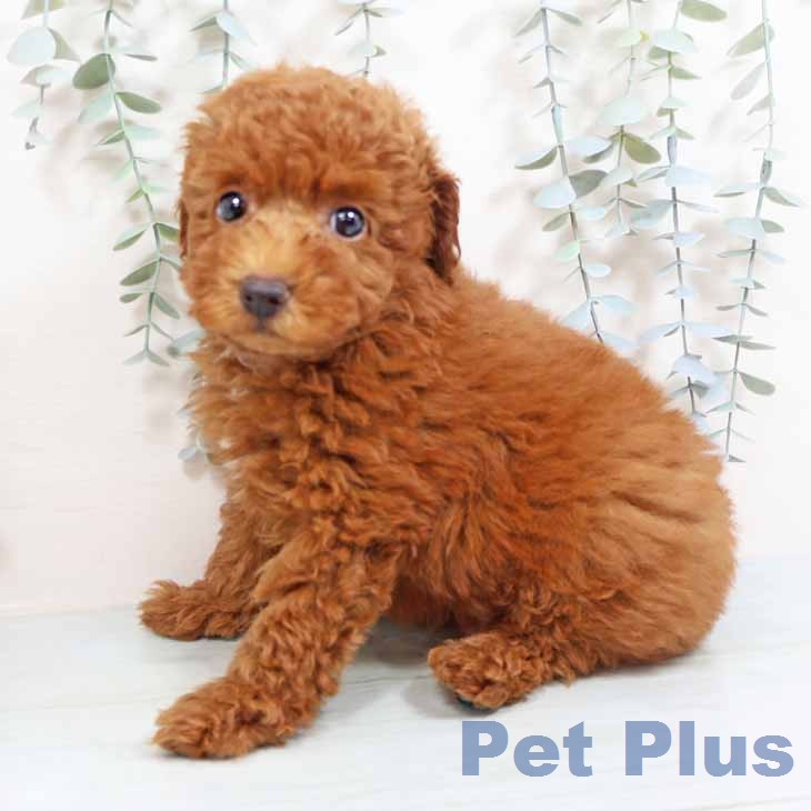 トイ・プードル