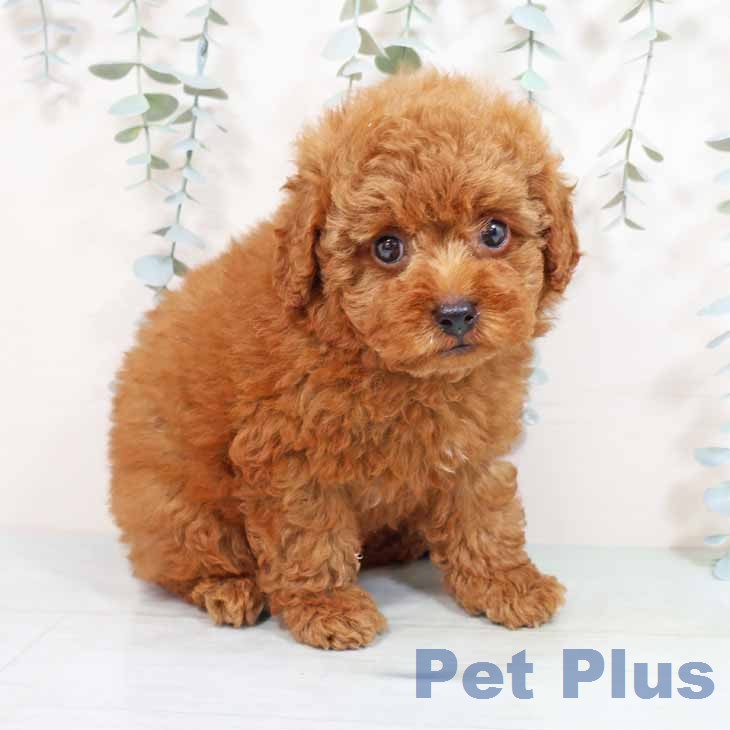 トイ・プードル