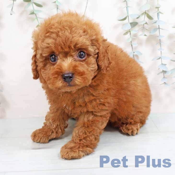 トイ・プードルの写真2