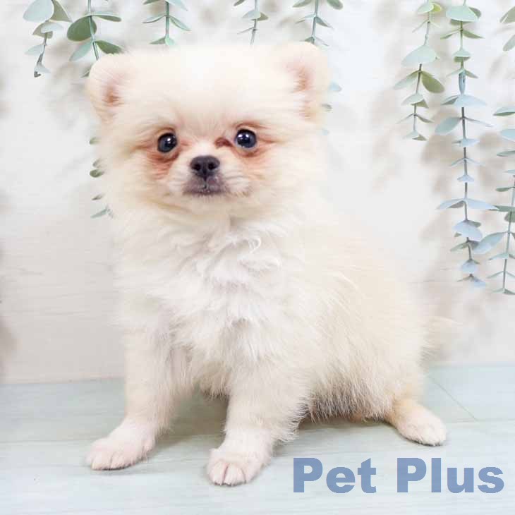 ポメラニアンの写真2