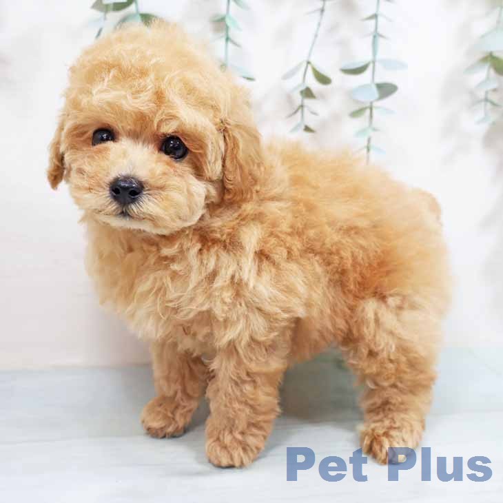 トイ・プードル