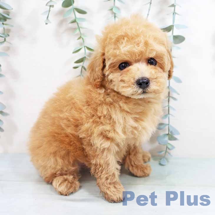 トイ・プードルの写真2