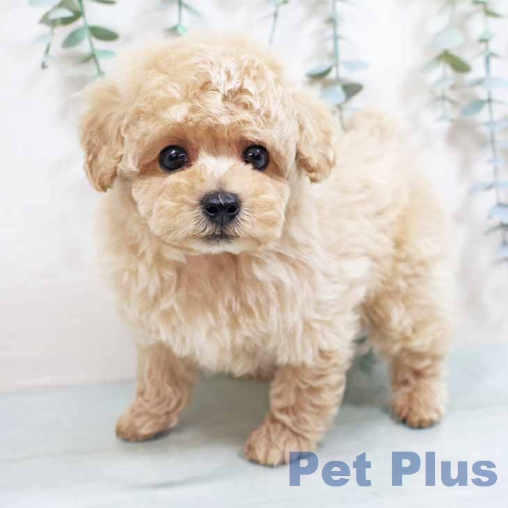 トイ・プードルの写真2