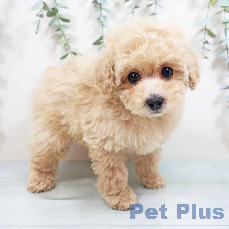 トイ・プードル