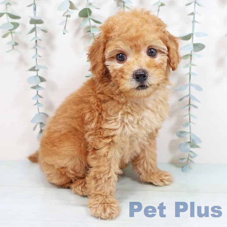 トイ・プードル