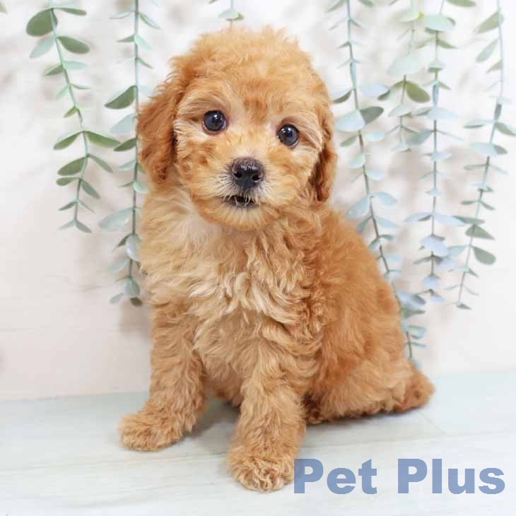 トイ・プードルの写真2