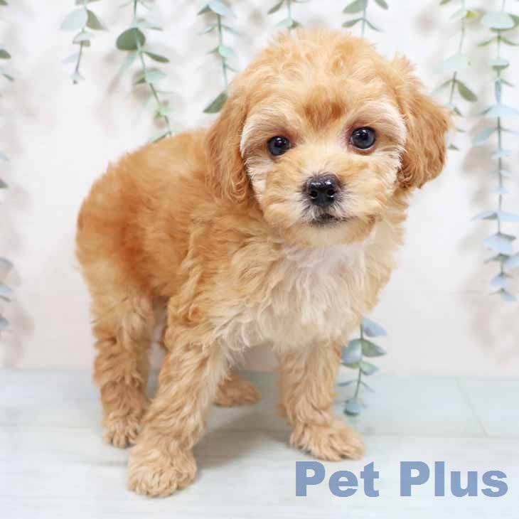 トイ・プードル