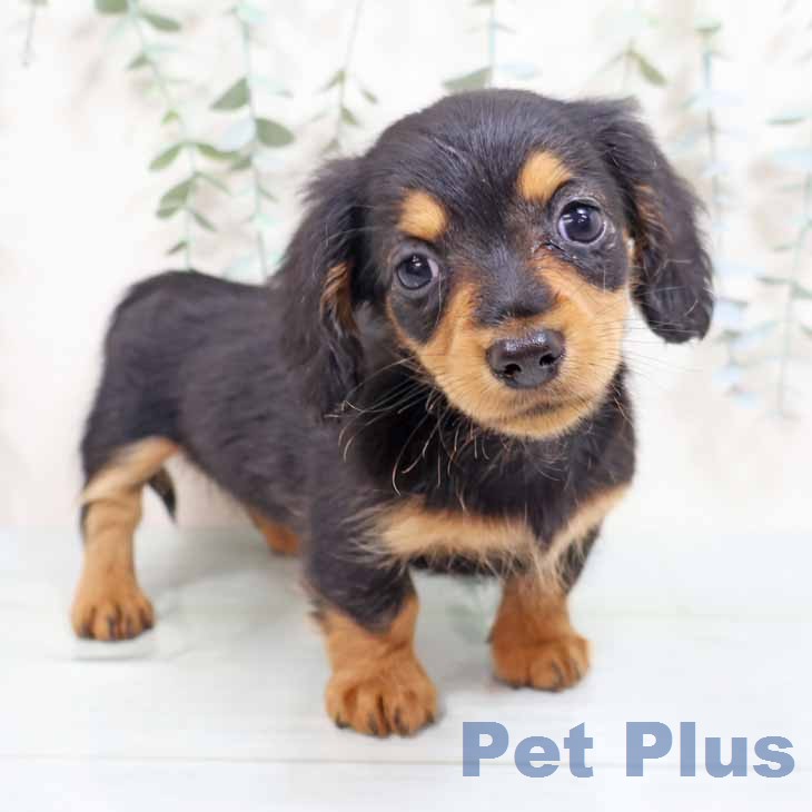 大阪府のカニンヘンダックスフンド(ロング) (ペットプラス イオン大日店/2026年2月7日生まれ/女の子/ブラックタン)の子犬の1枚目の画像