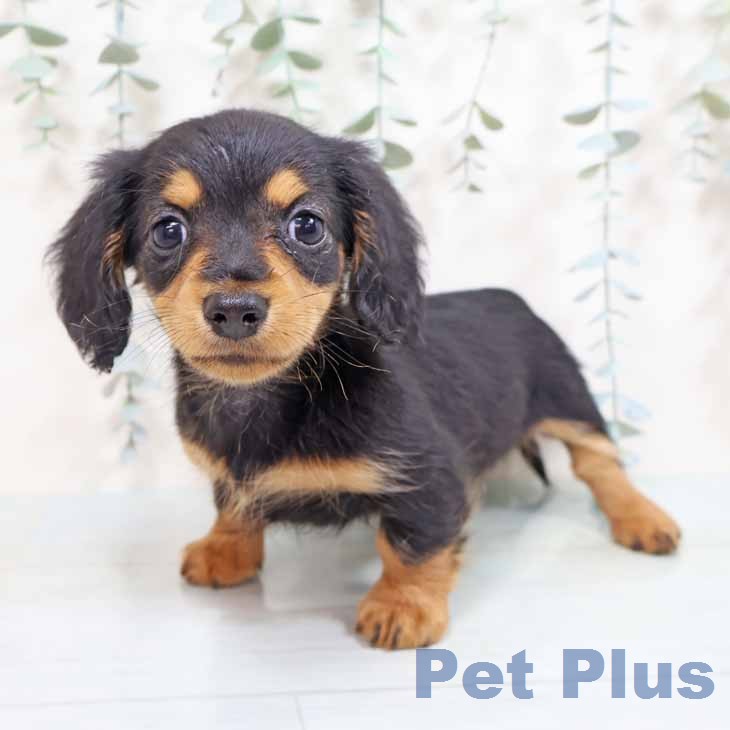 大阪府のカニンヘンダックスフンド(ロング) (ペットプラス イオン大日店/2026年2月7日生まれ/女の子/ブラックタン)の子犬の2枚目の画像