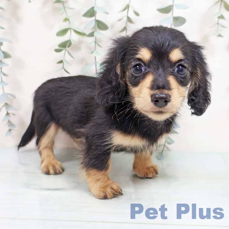 京都府のカニンヘンダックスフンド(ロング) (ペットプラス 京都桂川店/2026年2月7日生まれ/女の子/ブラックイエロー)の子犬の2枚目の画像