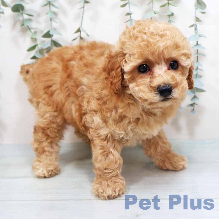 トイ・プードル