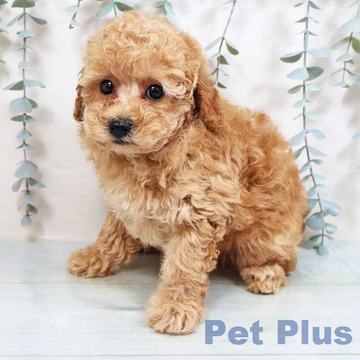 トイ・プードルの写真2