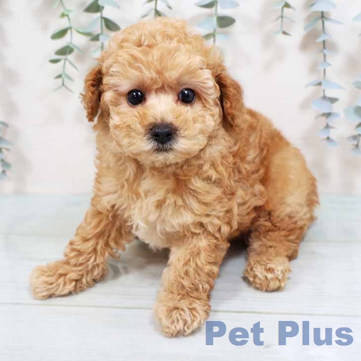 トイ・プードル