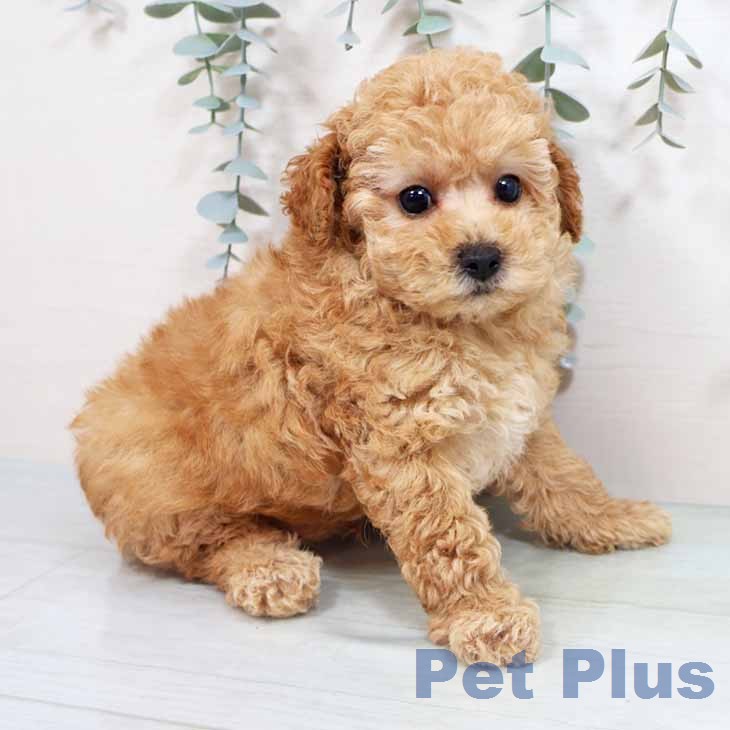 トイ・プードルの写真2