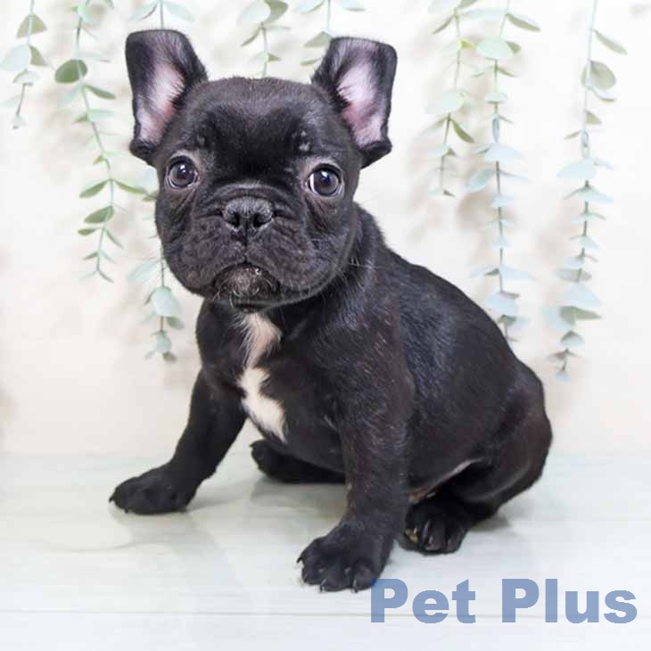 フレンチ・ブルドッグ