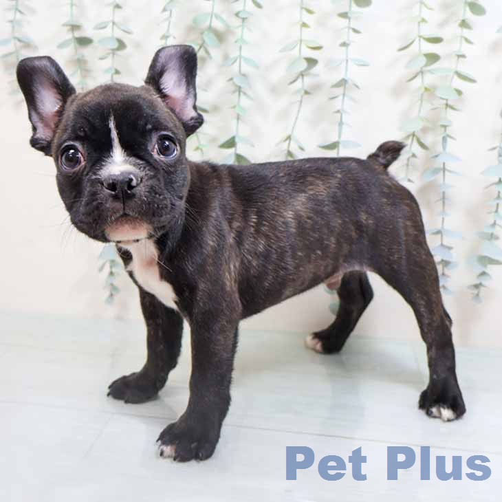 兵庫県のフレンチブルドッグ (ペットプラス 神戸三宮店/2026年2月11日生まれ/男の子/ブリンドルホワイト)の子犬の1枚目の画像