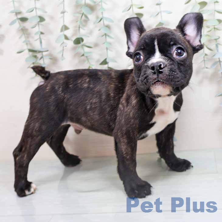 兵庫県のフレンチブルドッグ (ペットプラス 神戸三宮店/2026年2月11日生まれ/男の子/ブリンドルホワイト)の子犬の2枚目の画像