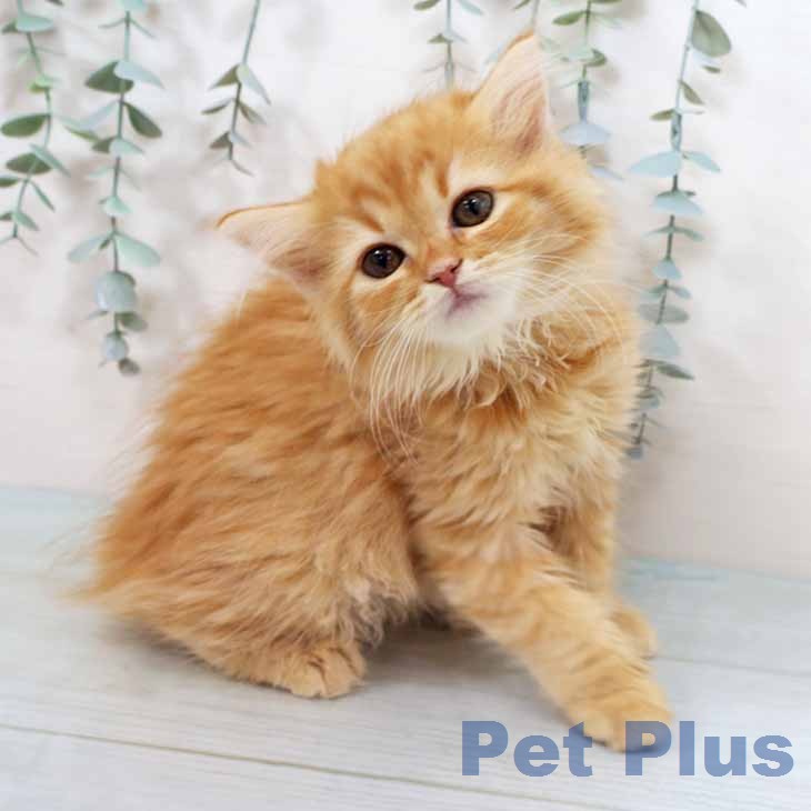 大阪府のラガマフィン (ペットプラス イオン大日店/2026年2月6日生まれ/女の子/レッドタビー)の子猫の1枚目の画像