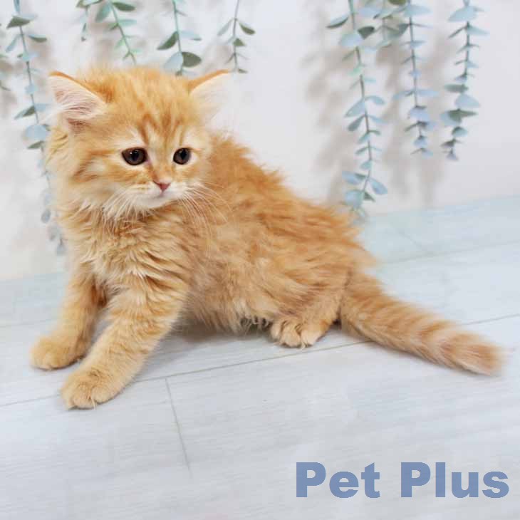大阪府のラガマフィン (ペットプラス イオン大日店/2026年2月6日生まれ/女の子/レッドタビー)の子猫の2枚目の画像