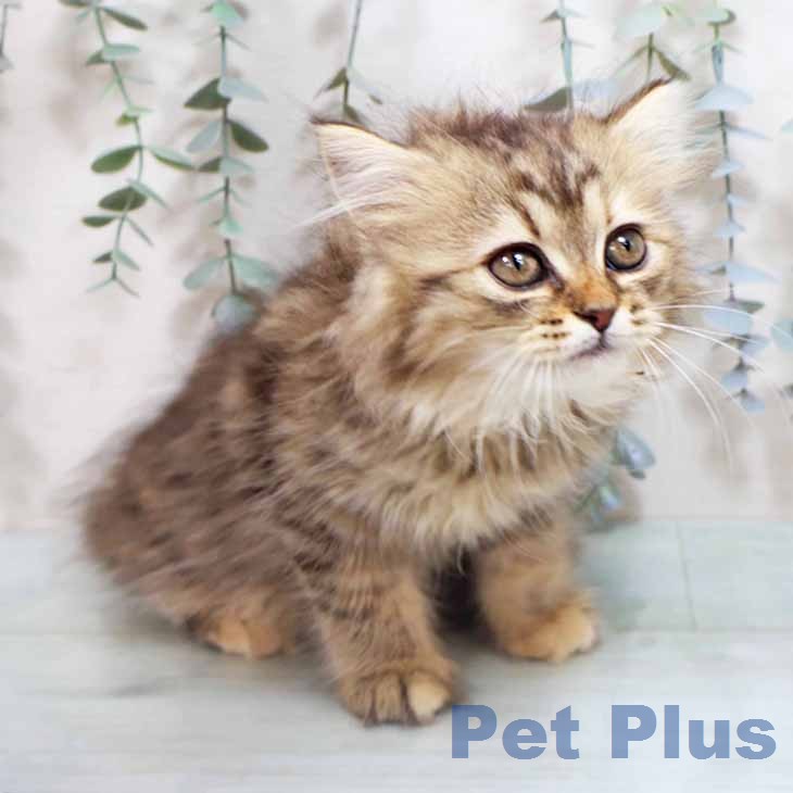 ラガマフィンの写真2