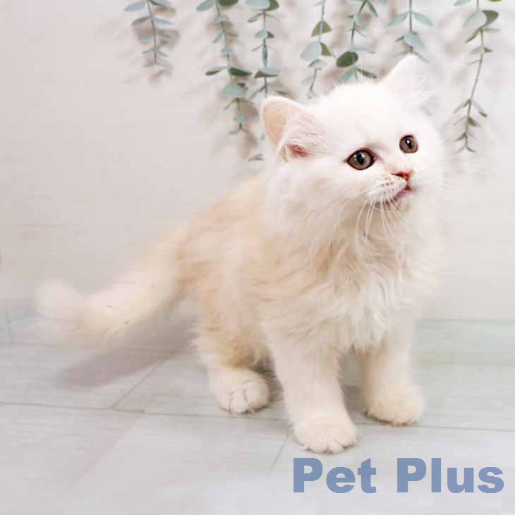 大阪府のラガマフィン (ペットプラス イオン大日店/2026年1月30日生まれ/男の子/クリームタビーホワイト)の子猫の1枚目の画像