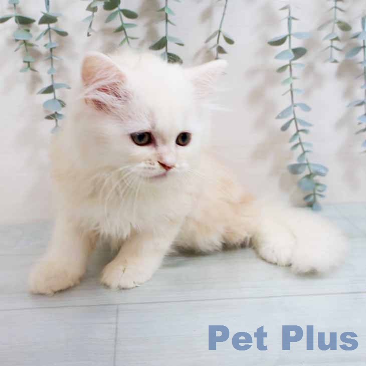 大阪府のラガマフィン (ペットプラス イオン大日店/2026年1月30日生まれ/男の子/クリームタビーホワイト)の子猫の2枚目の画像
