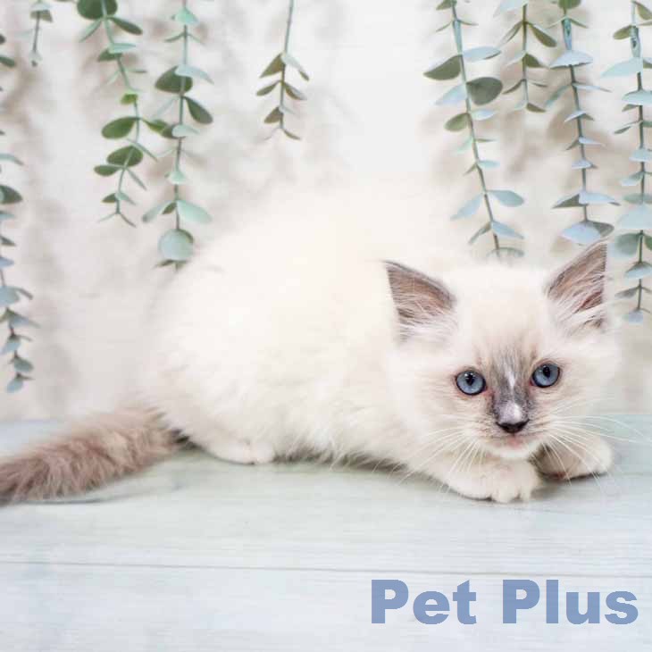大阪府のラグドール (ペットプラス 堺鉄砲町店/2026年2月6日生まれ/女の子/ブルーポイントミテッド)の子猫の1枚目の画像