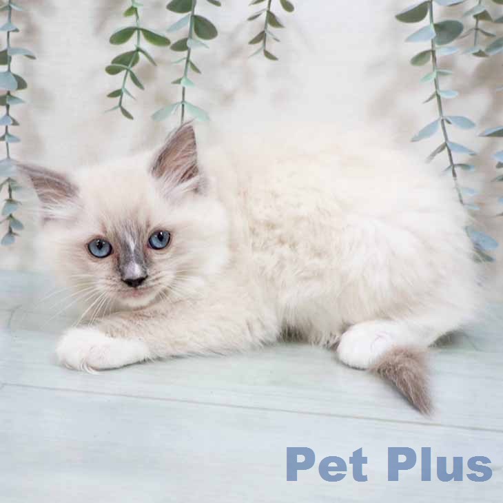 大阪府のラグドール (ペットプラス 堺鉄砲町店/2026年2月6日生まれ/女の子/ブルーポイントミテッド)の子猫の2枚目の画像