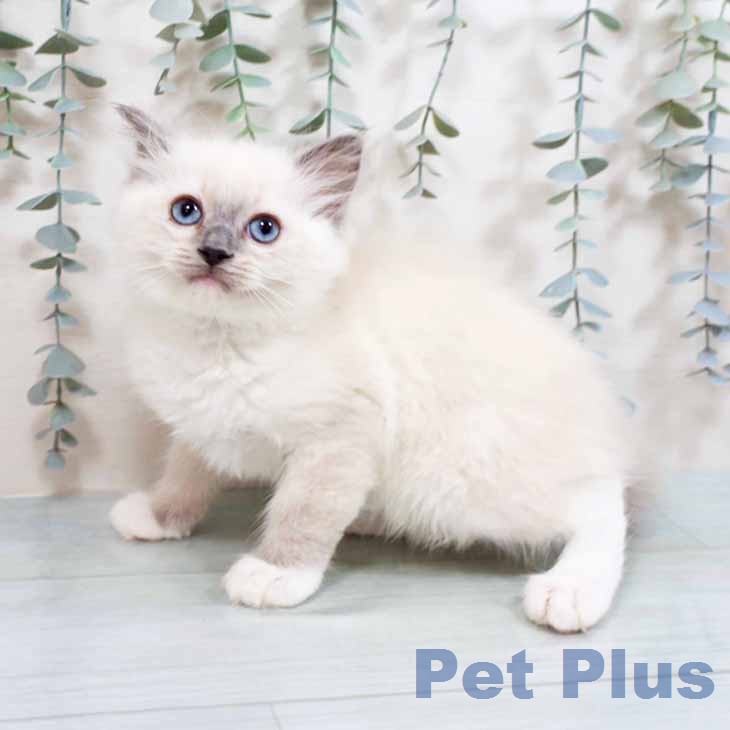 ラグドールの写真2