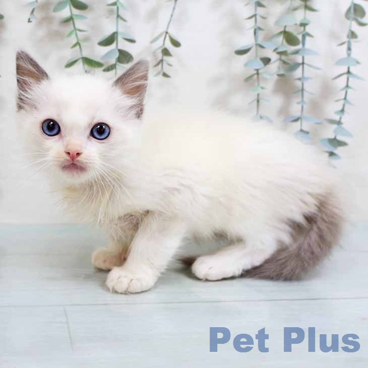 ラグドールの写真2