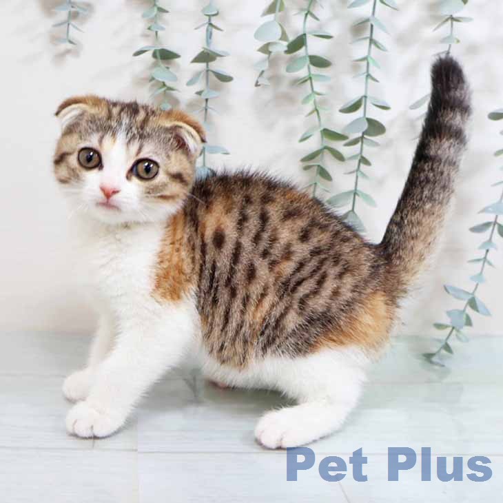 スコティッシュフォールド