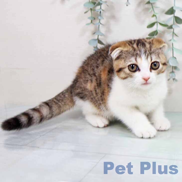 スコティッシュフォールドの写真2