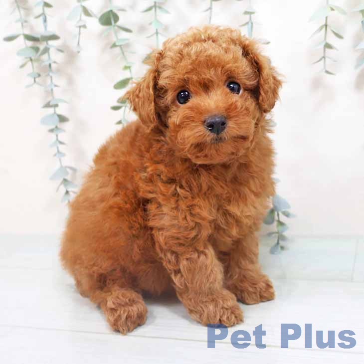 トイ・プードル