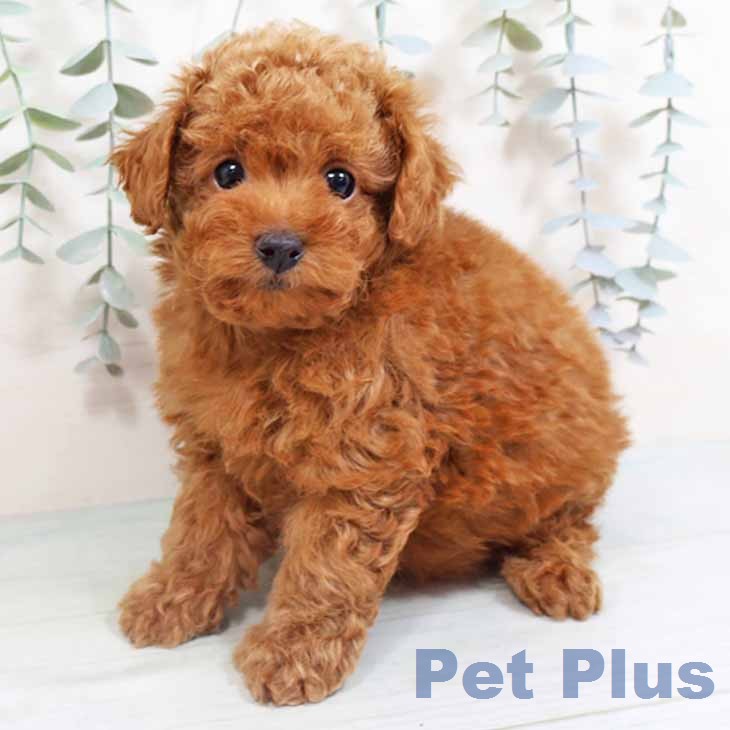 トイ・プードルの写真2