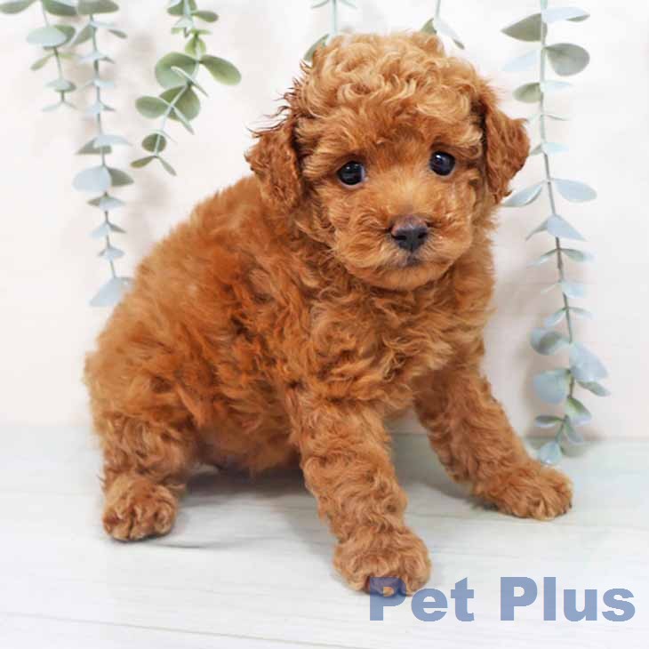 トイ・プードル