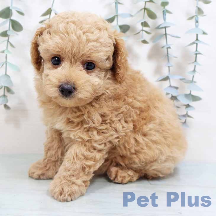 トイ・プードル