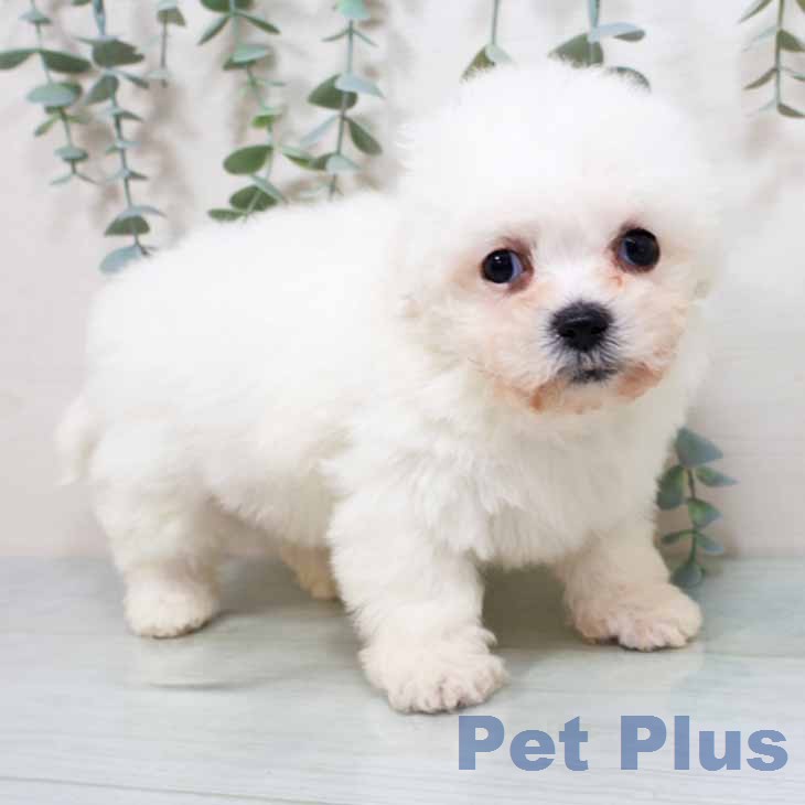 京都府のビションフリーゼ (ペットプラス 京都桂川店/2026年2月15日生まれ/男の子/ホワイト)の子犬の1枚目の画像