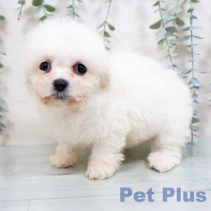 京都府のビションフリーゼ (ペットプラス 京都桂川店/2026年2月15日生まれ/男の子/ホワイト)の子犬の2枚目の画像